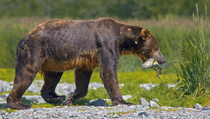 Fototapeta premium Küstenbraunbär in Katmai Alaska wildlife