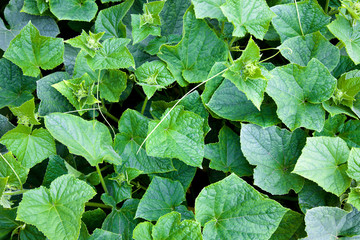 Cucumber leaves