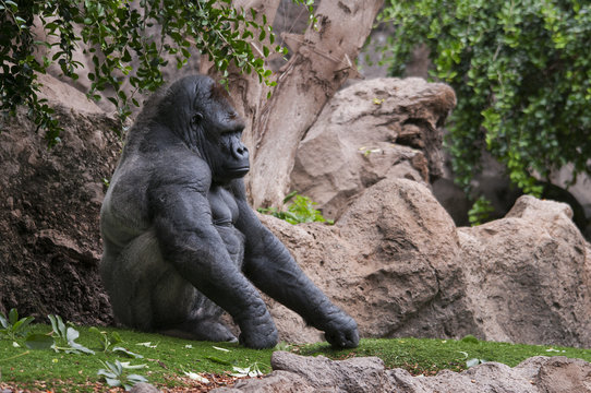 Picture of a gorilla outdoors