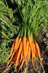 Obraz premium carottes Tornado