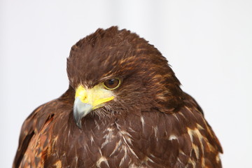 Harris Hawk