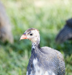 Young guinea
