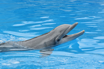 Naklejka premium Dolphin Smile