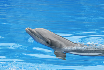 dolphin