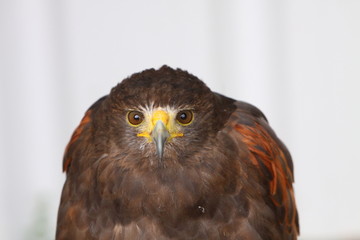 Harris Hawk