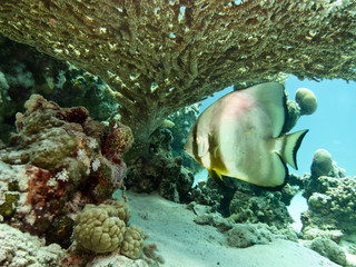 Fototapeta na wymiar Spadefish under Table Coral