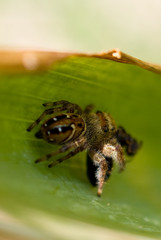 Jumping Spider