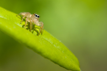 Jumping Spider