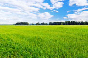 Obraz premium Summer landscape