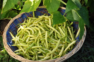 haricots Roi des Beurres