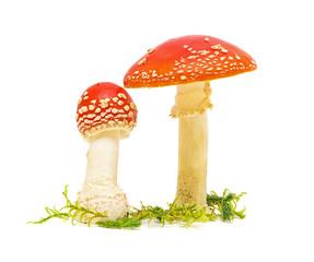 FLY AGARIC MUSHROOM