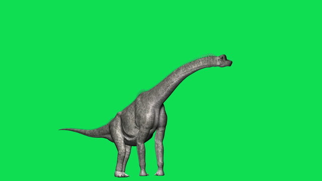 Brachiosaurus Dinosaur HD Greenscreen