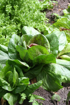 Achicoria Palla Rosa