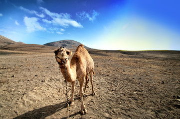 Camel in the Canarian island, Lanzarote