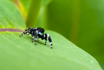Jumping Spider