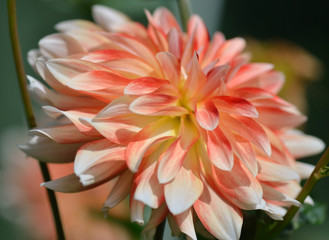 dahlia
