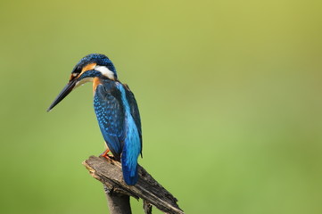 The Common Kingfisher (Alcedo atthis)
