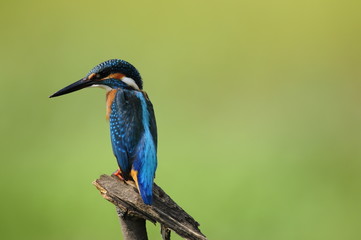 The Common Kingfisher (Alcedo atthis)