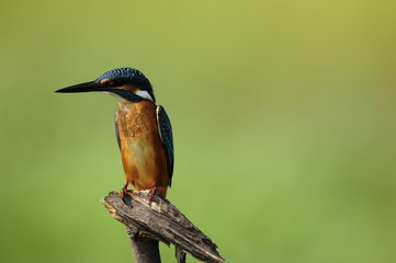 The Common Kingfisher (Alcedo atthis)