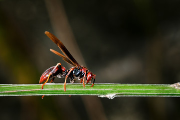 RED HORNET WASP