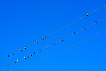 Swallow on electric wires in the sky