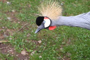 Grey crowned crane