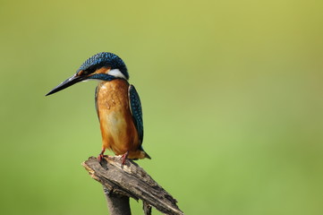 The Common Kingfisher (Alcedo atthis)