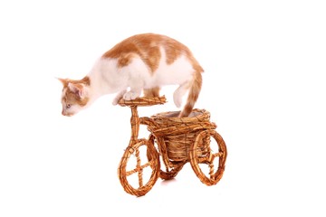junge Katze fährt Fahrrad