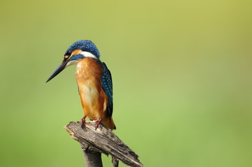 The Common Kingfisher (Alcedo atthis)