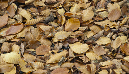 Autumn leaves
