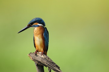 The Common Kingfisher (Alcedo atthis)