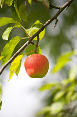 Reifer Apfel am Baum