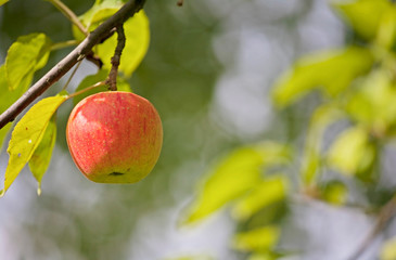Reife Äpfel am Baum