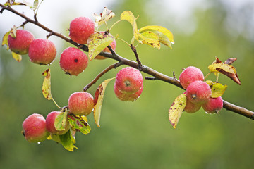 Reife Äpfel nach dem Regen