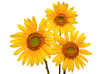 Obraz premium Three Sunflowers