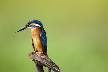 The Common Kingfisher (Alcedo atthis)