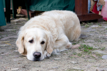 Labrador