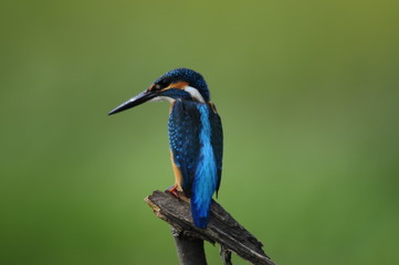 The Common Kingfisher (Alcedo atthis)