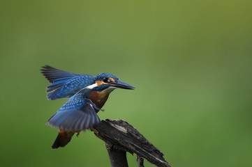 The Common Kingfisher (Alcedo atthis)