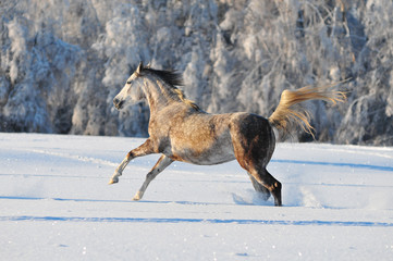 Fototapeta na wymiar Arabska koń w lesie zimowe