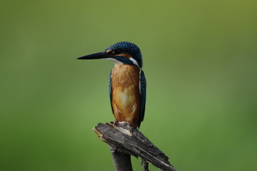 Fototapeta premium The Common Kingfisher (Alcedo atthis)