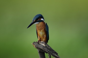 The Common Kingfisher (Alcedo atthis)