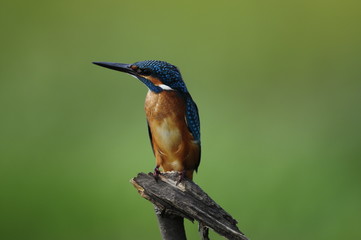 The Common Kingfisher (Alcedo atthis)