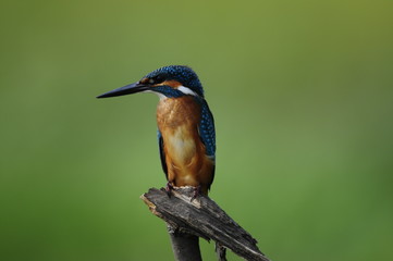 The Common Kingfisher (Alcedo atthis)