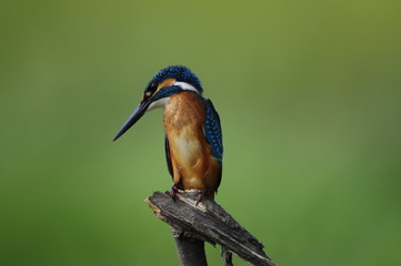 The Common Kingfisher (Alcedo atthis)