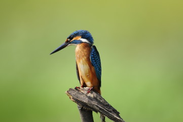 The Common Kingfisher (Alcedo atthis)