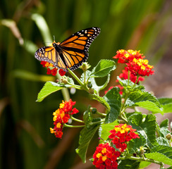 Feeding Moncarch Butterfly
