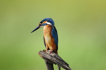 The Common Kingfisher (Alcedo atthis)