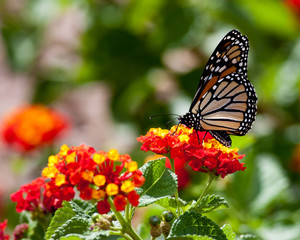 Feeding Monarch Butterfly