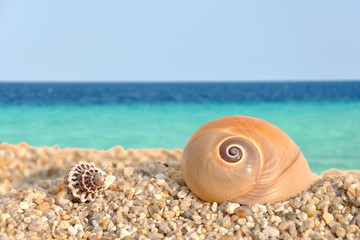 Sea shells on the beach